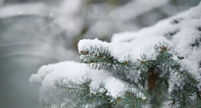 Weather Forecast for Rivne: Snow and Fog on December 14