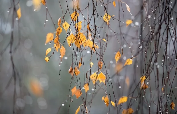 Weather Forecast for December 20: Fog and Icy Conditions in Rivne Region