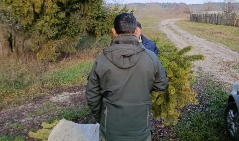 Five Individuals Fined in Rivne Region for Illegal Harvesting of Christmas Trees