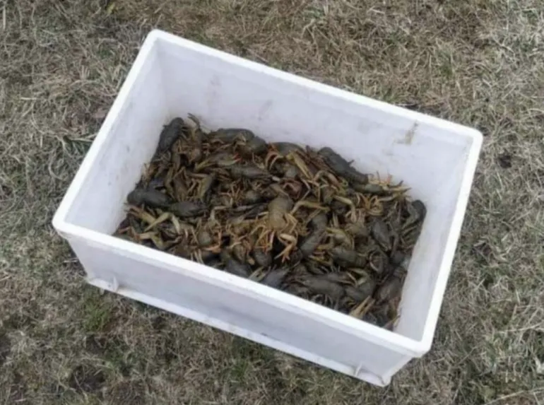 A Man Fined for Illegal Crawfish Catching in Rivne Region