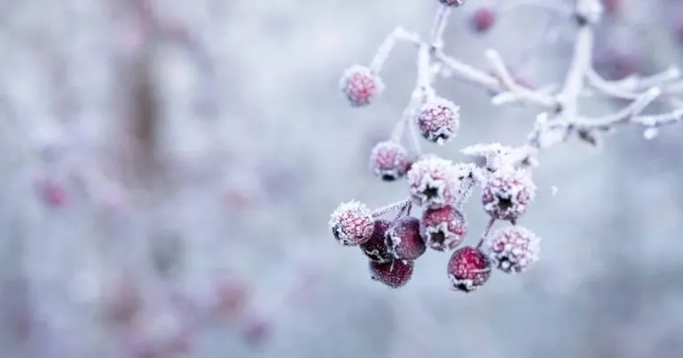 Weather Forecast for Rivne Region: Frosts Down to -19 Degrees
