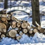 Rivne Region and Volyn: Over 40,000 Cubic Meters of Timber Harvested