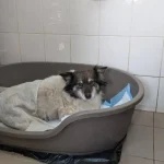 В Ровно помогают травмированным бездомным животным во время морозов