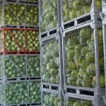 Гранти на будівництво овочесховищ для аграріїв Рівненщини