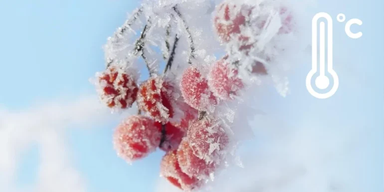 Weather Forecast for Rivne Region: Frosts up to -20 Degrees