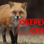 Rabies in a Fox Recorded in a Village in Rivne Region