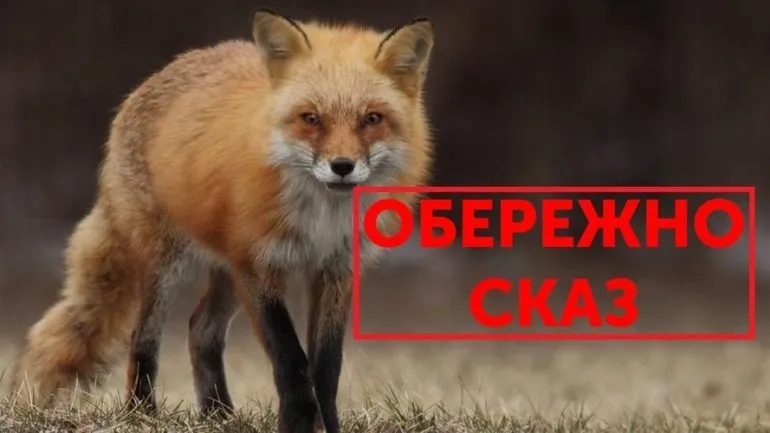 Rabies in a Fox Recorded in a Village in Rivne Region