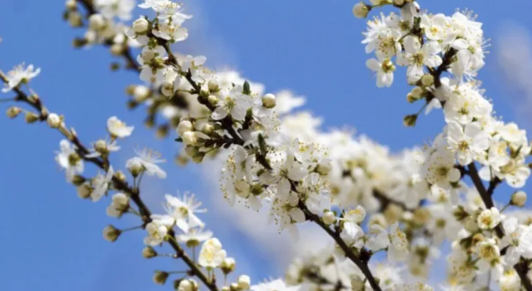 Weather Forecast for March 1: Up to +12 Degrees Celsius in Rivne Region