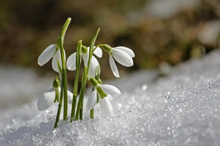 Weather Forecast for Rivne Region: Warm Up to 16 Degrees