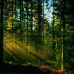 На Рівненщині планується створення нових лісів у 2026 році