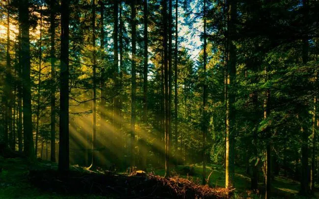 New Forests Planned in Rivne Region for 2026
