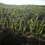 Озимые культуры Ровенщины успешно перезимовали: первые результаты