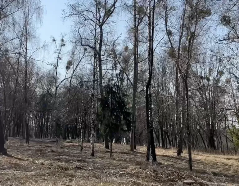 In Rivne, the area of the park near Basiv Kuta is being organized
