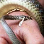In Rivne Region, a man hospitalized due to a snake bite