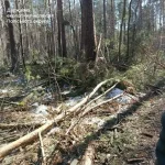 В Рівненській області виявлено незаконну вирубку понад сотні дерев