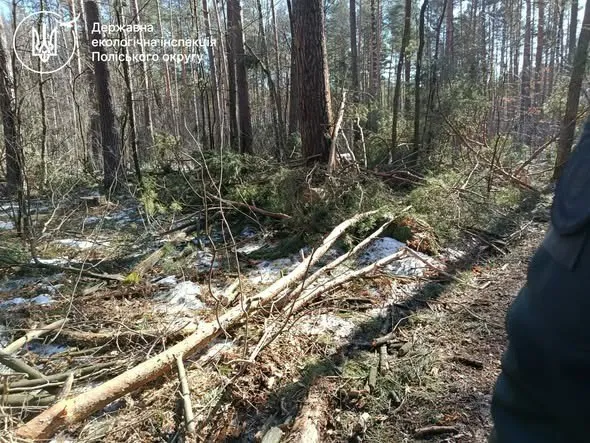 Illegal Logging of Over a Hundred Trees Discovered in Rivne Region