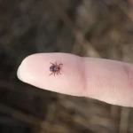 Tick Activity Season Begins in Rivne
