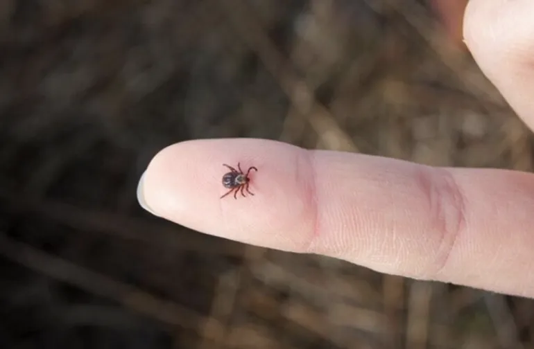 Tick Activity Season Begins in Rivne