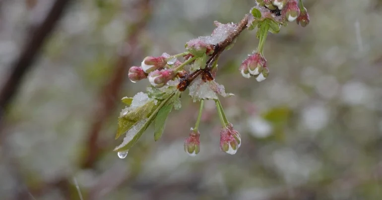 Weather Forecast for the Weekend: Cooling and Rain in Rivne Region
