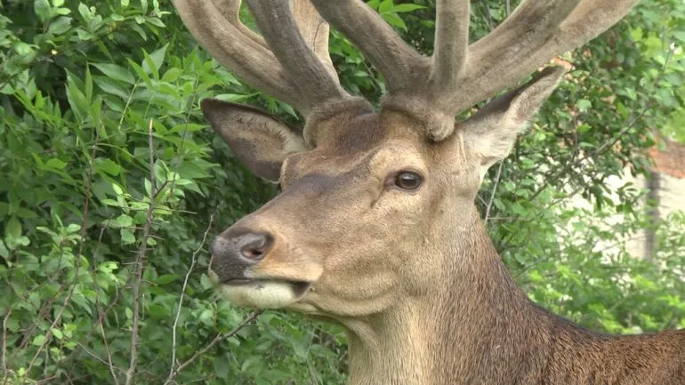 In Rivne Region, a Car Hit a Deer Named Boris at Night