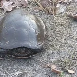 Rare Marsh Turtle Discovered in Rivne National Park