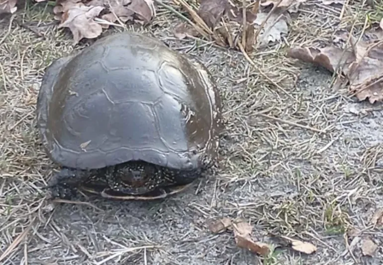 Rare Marsh Turtle Discovered in Rivne National Park