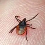Cases of Lyme Disease Detected in Children in Rivne Region