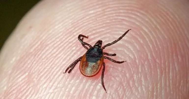 Cases of Lyme Disease Detected in Children in Rivne Region