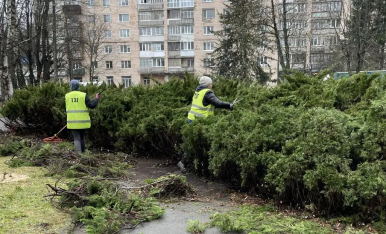 In Rivne, the planting of new lawns and trimming of bushes continues