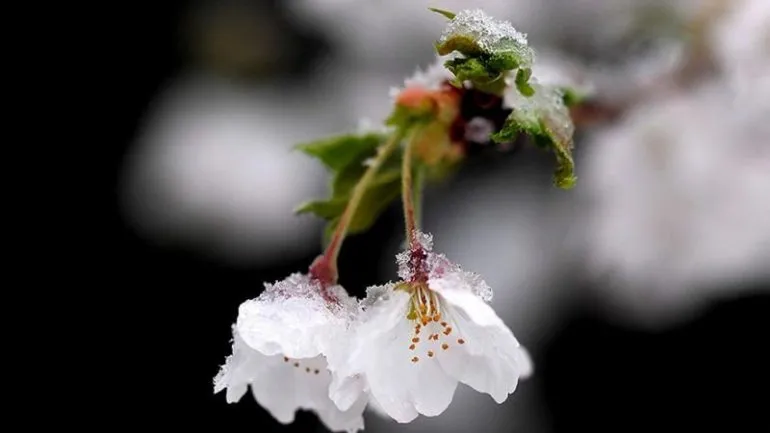 Frosts Expected in Rivne Region on the Night of April 12-13