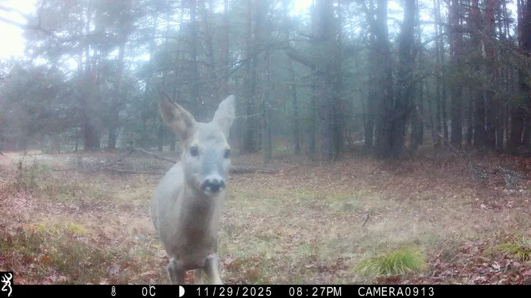 European Roe Deer: The Smallest Member of the Deer Family in the Rivne National Park