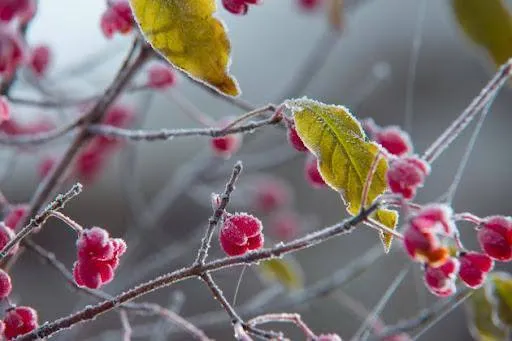 Frosts Expected in Rivne Region on the Night of April 19