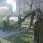 Обрезка аварийных деревьев в Ровно: активная работа коммунальных служб