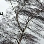 Storm Warning in Rivne Region Due to Strong Winds