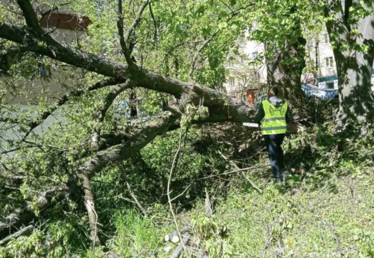 В Ровно продолжается ликвидация последствий непогоды и восстановление зеленых зон