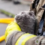 In Rivne, rescuers save a cat during a Russian attack