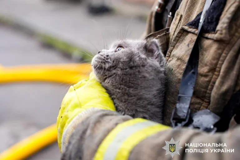 In Rivne, rescuers save a cat during a Russian attack