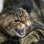 Rabies Detected in a Cat in Rokytne, Rivne Region: Quarantine Imposed