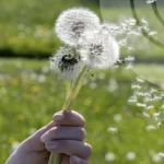 Warm weather up to 22 degrees is forecasted in Rivne region