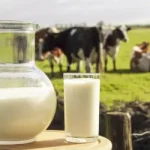 Производство животноводческой продукции в Ровненской области увеличилось на 19%