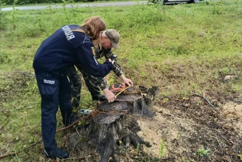 В Ровенской области незаконно вырубили деревьев на сумму 450 тысяч гривен