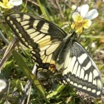 Rare Swallowtail Butterfly Discovered in Rivne National Park