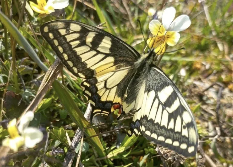 Rare Swallowtail Butterfly Discovered in Rivne National Park