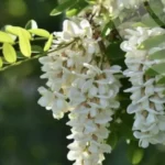Weather forecast for May 25: up to +26 degrees in Rivne region