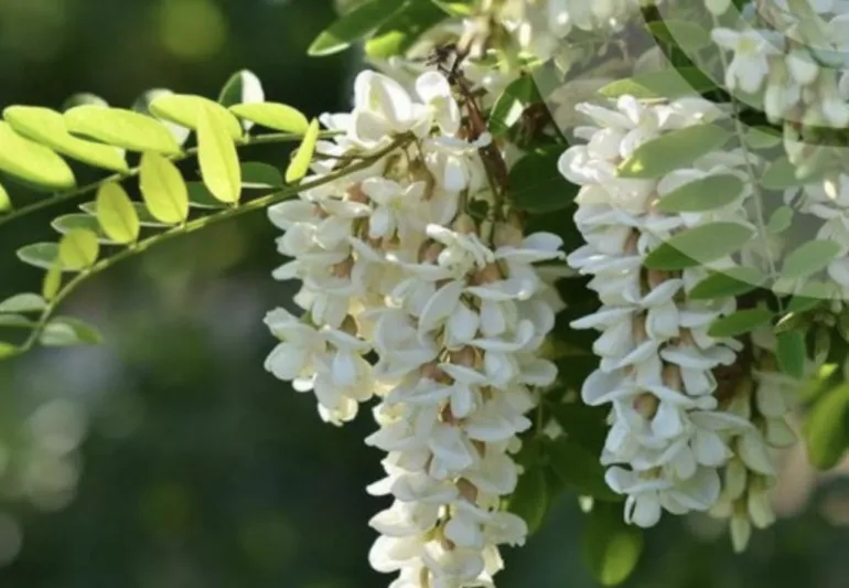 Weather forecast for May 25: up to +26 degrees in Rivne region