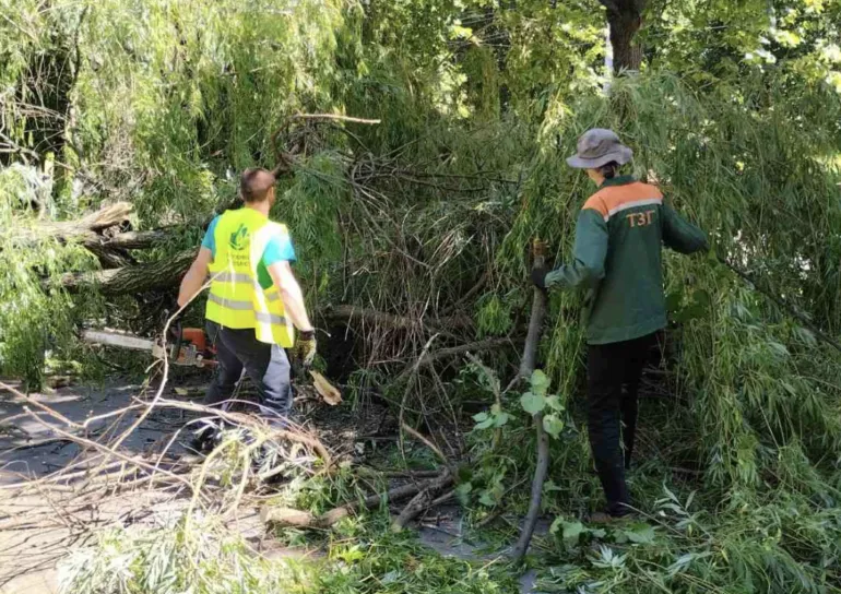 На Галицького у Рівному зламалось дерево